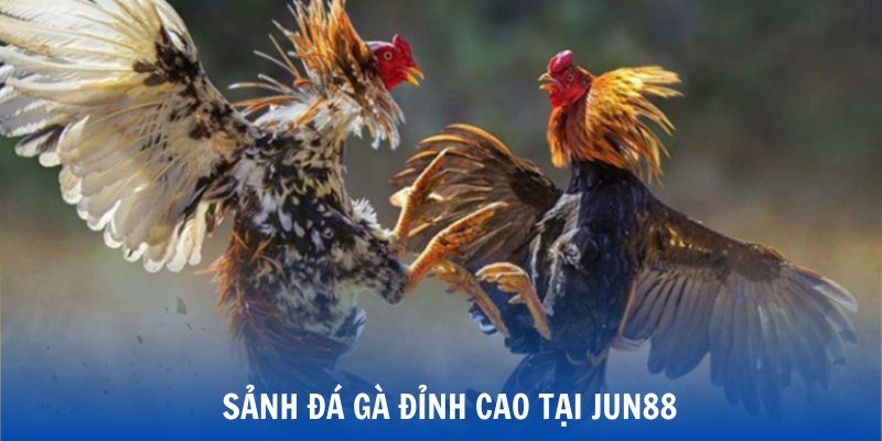 Đẳng cấp sảnh đá gà tại nhà cái Jun88